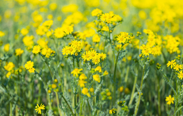 flores de manzanilla amarillas en un prado en un día soleado - Foto, imagen
