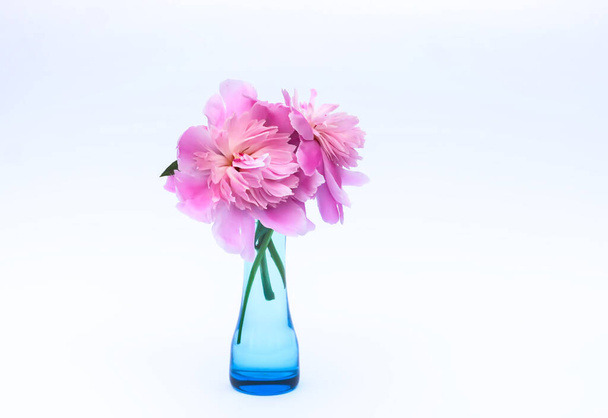 Pedónias cor-de-rosa. Lindas flores de primavera em um vaso. - Foto, Imagem