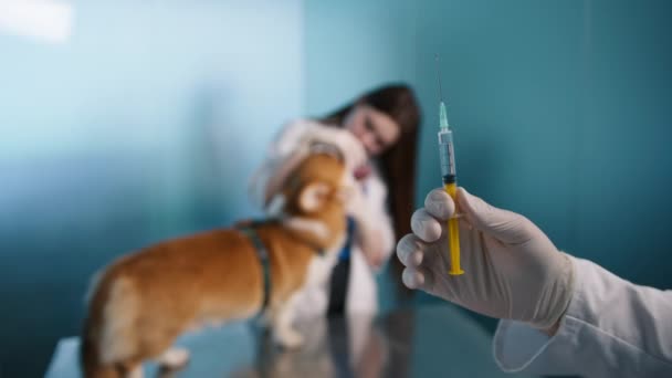 Leptospirosi Vaccino contro l'infezione batterica raccomandato per i cani che trascorrono un sacco di tempo all'aperto. Vaccino influenzale canino che protegge la salute del cane da infezioni respiratorie contagiose, 4K shot - Filmati, video