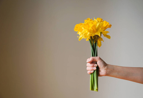 灰色の背景に新鮮な黄色の水仙の花や女性の手のナルシシズムの美しい花束を閉じます。高品質の写真. - 写真・画像