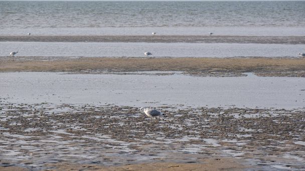 watt dunes.Seagulls on the Watt Sea (en inglés). fondo arenoso del asolado Mar del Norte de Alemania.Isla Fer. Islas Frisias de Alemania.Recreación y vacaciones en el mar. - Foto, imagen