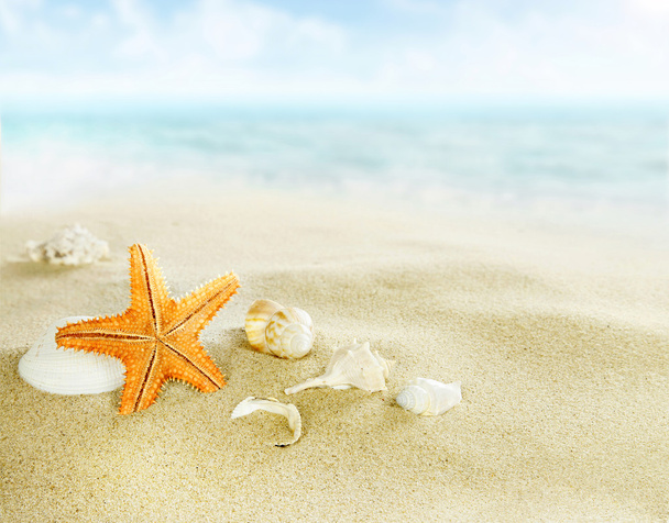 Rozgwiazdy i muszle na plaży - Zdjęcie, obraz