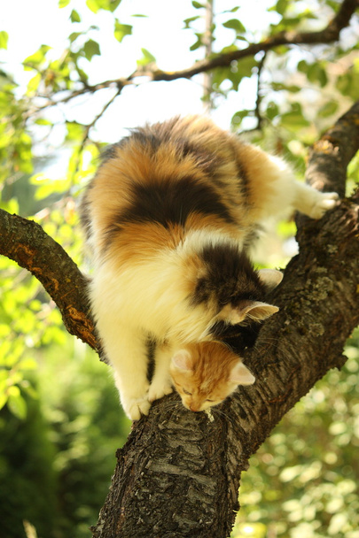 Mère chat grimpant chat avec son chaton
  - Photo, image