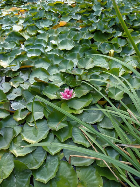 Water lily flower among green leaves - Photo, Image