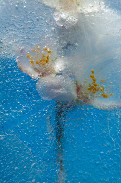 flora congelada - flores de amêndoa
 - Foto, Imagem