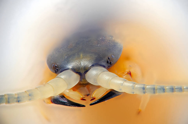 ultra macro photo of the head of Centipedes arthropod - Photo, Image