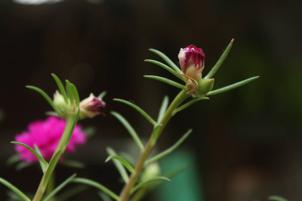 Portulaca Grandiflora Moss Rose Selektivní zaměření detailní up Flower Garden stock fotografie, Blooming Rose Krásné pozadí. - Fotografie, Obrázek
