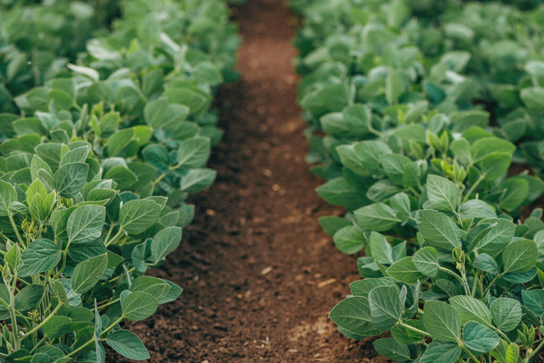 減少する視点での栽培農業分野における大豆作物(Glycine max) 、選択的焦点 - 写真・画像