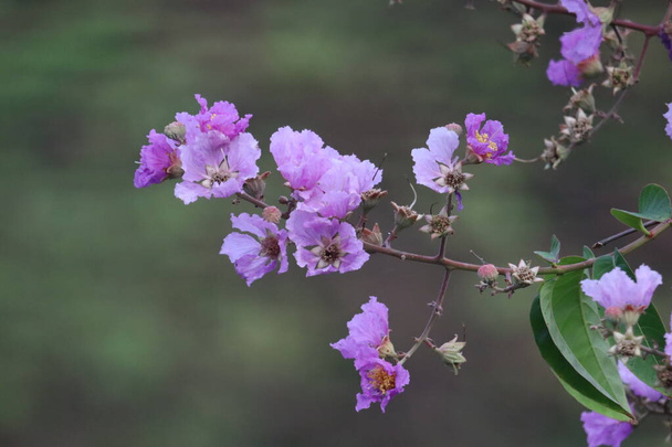 Kwiaty drzewa Jarul. Dość jasne kwiaty w odcieniach fioletowy, różowy i lawendowy jest stan kwiat Maharshtra. Nazywa się to również dumą Indii lub królową kwiatów.. - Zdjęcie, obraz
