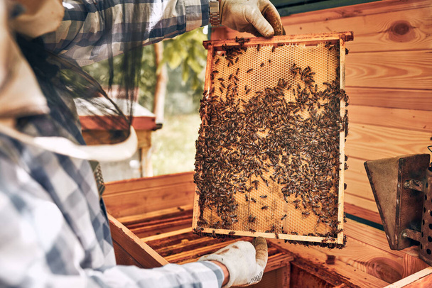 Beekeeper working in apiary. Drawing out the honeycomb from the hive with bees on honeycomb. Harvest time in apiary. Beekeeping as hobby. Agriculture production - Zdjęcie, obraz