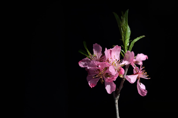 Κοντινό πλάνο Ροζ άνθη κερασιάς με μαύρο φόντο - Φωτογραφία, εικόνα