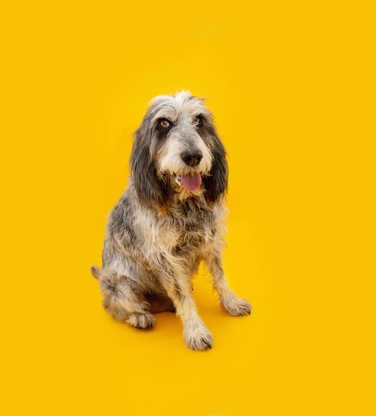 Portrait blue Gascony Griffon dog sitting and looking at camera. Obedience concept. Isolated on yellow background - Фото, зображення