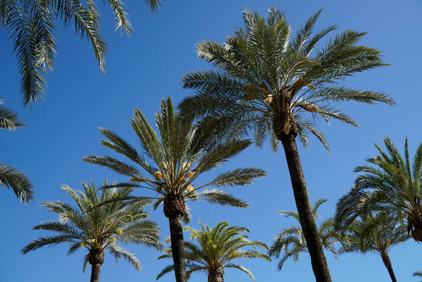 Palm trees and sky in background - 写真・画像