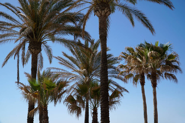 Palm trees and sky in background - Fotoğraf, Görsel