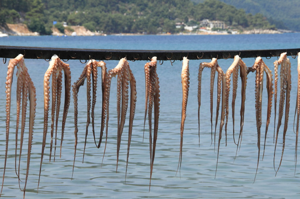 frischer Oktopus zum Trocknen aufgehängt - Foto, Bild