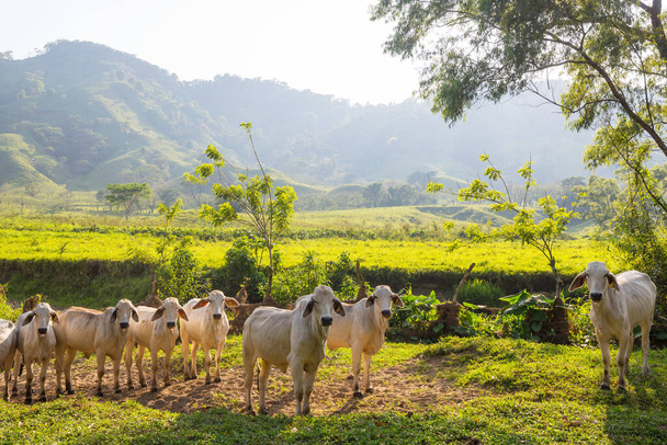 Herd of cows at summer green field .Agriculture farming rural pasture - Φωτογραφία, εικόνα
