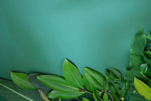 tropical green  leaves on green background - Foto, Imagem