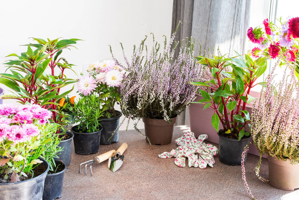 Plantando flores de outono em vasos, decorando uma varanda ou terraço no outono, urze e crisântemos, alecrim e pimenta, impatiens - Foto, Imagem