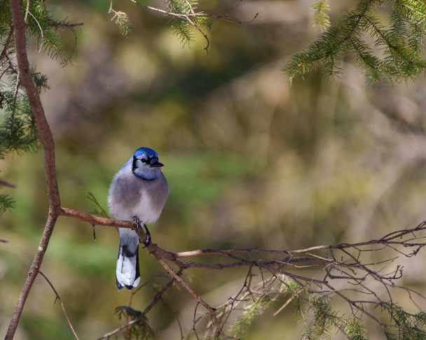 Blue Jay z bliska widok z przodu położony na gałęzi drzewa z tle rozmycia lasu w jego otoczeniu i siedlisk otaczających. Zdjęcie Jaya. - Zdjęcie, obraz