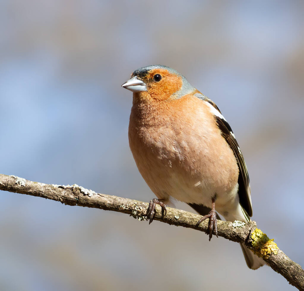 Common chaffinch, Fringilla coelebs. A bird sits on a thin branch against the sky - Фото, изображение