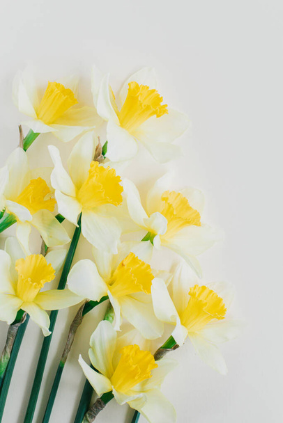 Beautiful flowers of yellow daffodil (narcissus) on a light yellow background. Place for text. - Foto, Bild
