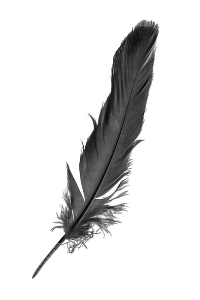 black goose feather on a white isolated background - Photo, Image
