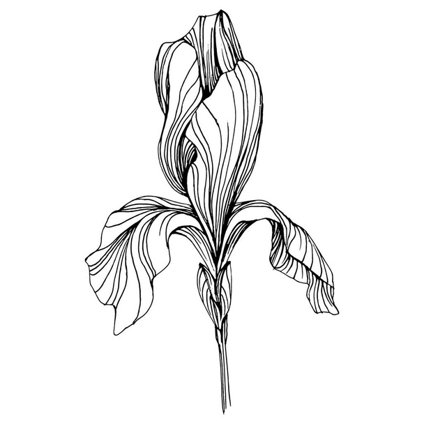 Íriszvirág. Virágos botanikus virág. Elszigetelt illusztrációs elem. Vektor kézi rajz vadvirág háttér, textúra, csomagolás minta, keret vagy határ. - Vektor, kép
