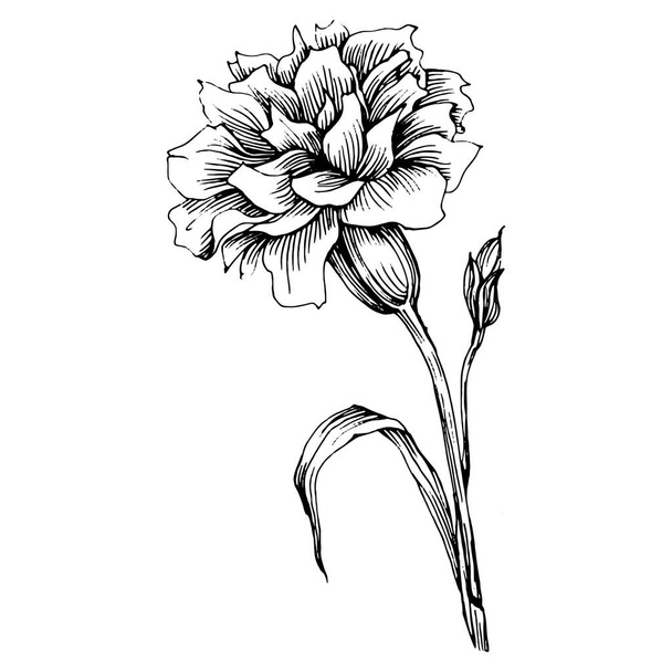 カーネーションの花。花の植物のクローブ。孤立したイラスト要素。背景、テクスチャ、ラッパーパターン、フレームまたは境界線のためのベクトル手描きの野花. - ベクター画像