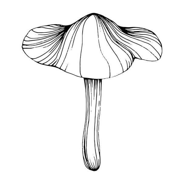 Mushroom illustration sketch for logo. Mushrooms tattoo highly detailed in line art style. Black and white clip art isolated on white background. Antique vintage engraving illustration. - Wektor, obraz