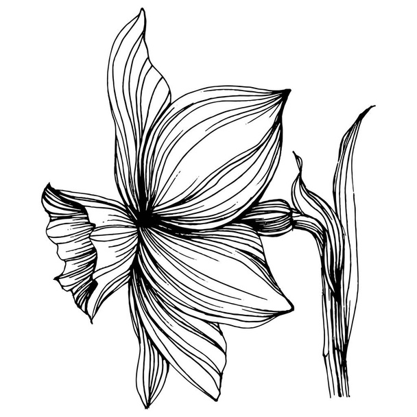 Narcis bloem. Bloemen botanische jonquil. Geïsoleerd illustratie-element. Vector hand tekening wilde bloem voor achtergrond, textuur, wrapper patroon, frame of rand. - Vector, afbeelding