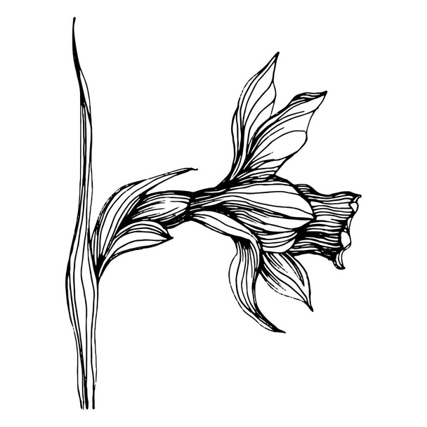 花を咲かせます。花の植物のjonquil 。孤立したイラスト要素。背景、テクスチャ、ラッパーパターン、フレームまたは境界線のためのベクトル手描きの野花. - ベクター画像