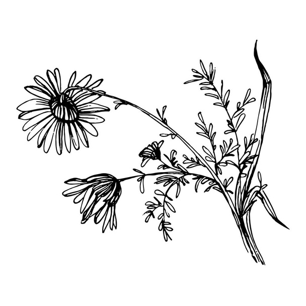 Chamomile by hand drawing. Daisy whee - Vektor, kép