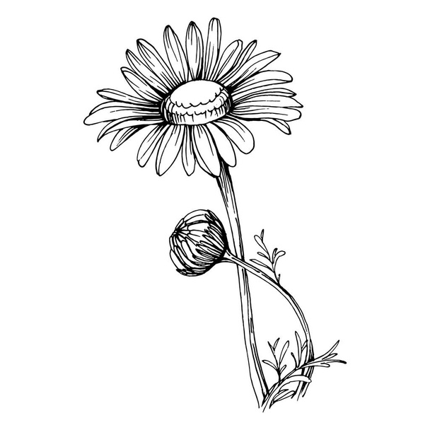 Chamomile by hand drawing. Daisy whee - Vector, Image