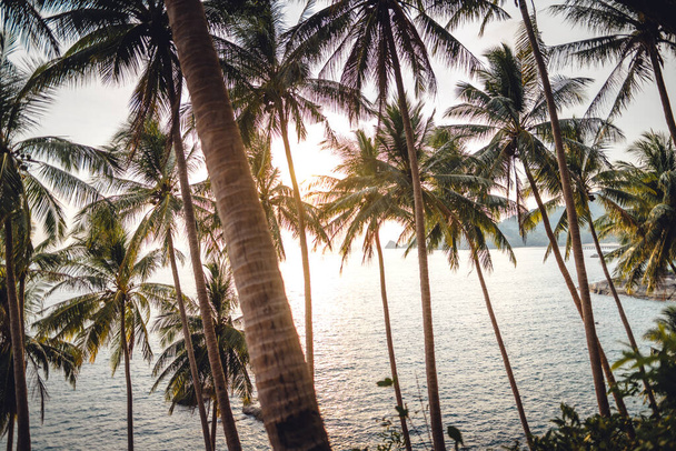 coconut and palm trees by the sea on the island - Zdjęcie, obraz