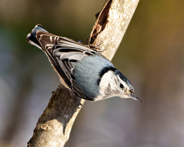 White-breasted Nuthatch perched on a tree branch with a blur background in its environment and habitat surrounding. Nuthatch Portrait. - Valokuva, kuva