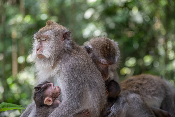 Madres macacas de cola larga con sus hijos - Foto, imagen