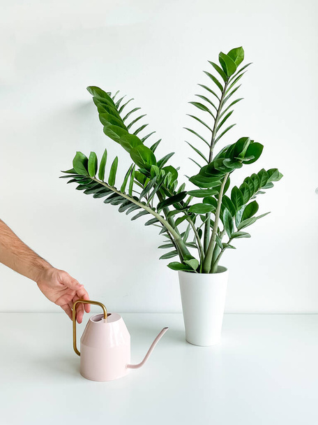 Cropped shot of a male hand watering a home plant in a flower pot with a pink watering can on a white table. Houseplant care. Minimalist interior. High quality photo - Foto, afbeelding