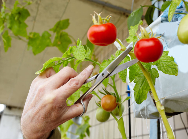 Les mains des hommes récoltent coupe la plante de tomate avec des ciseaux. Agriculteur jardinage dans la serre à la maison - Photo, image