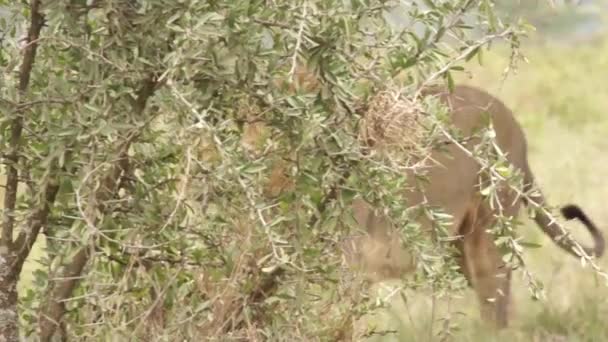 Löwe geht im Gras, Kenia - Filmmaterial, Video