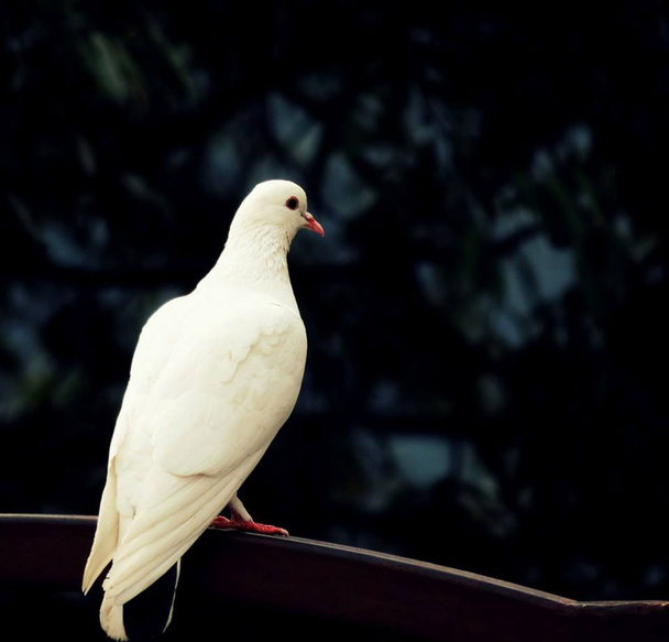 Висадка птахів на прокат
 - Фото, зображення
