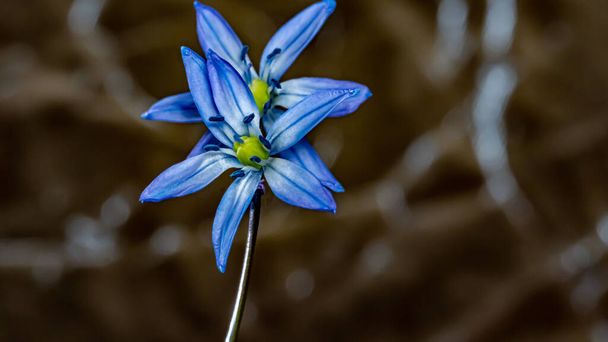 Siberian bulb,scilla siberica,blue flower blooming in march and april. - Photo, Image