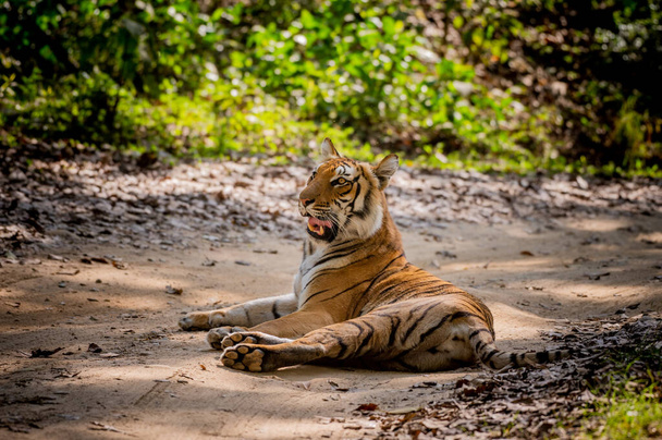 tigre na selva - Foto, Imagem