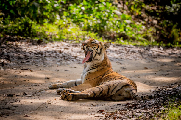 tygr v džungli - Fotografie, Obrázek