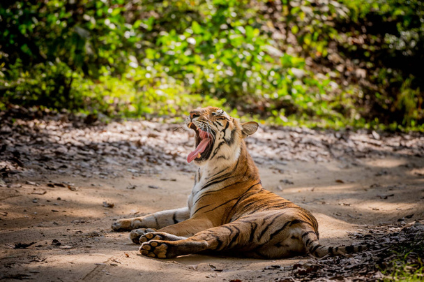 tigre nella giungla - Foto, immagini