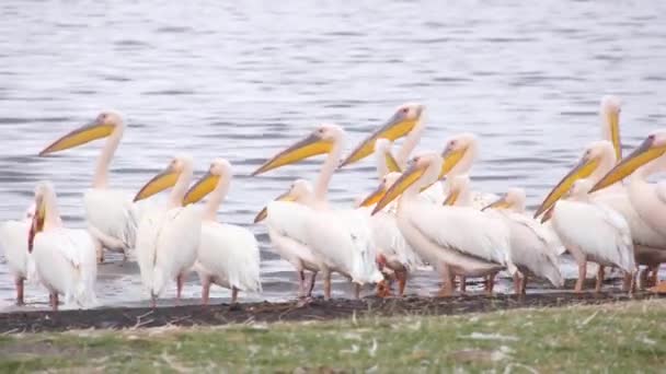 Hejna pelikánů na pobřeží, Keňa - Záběry, video