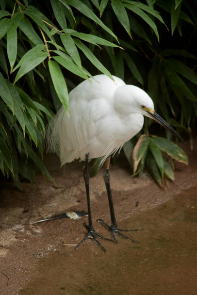 the great egret is a tall white water bird with a black bill - Фото, зображення