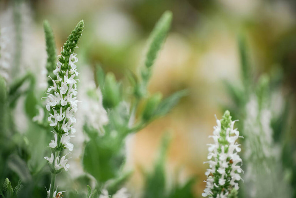 パブリックガーデンで栽培されている白いサルビア/セージ(Salvia sp) - 写真・画像