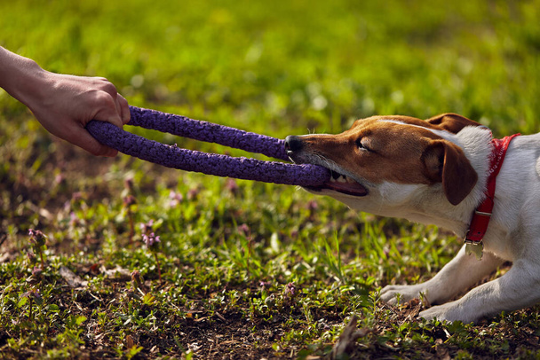 Jack Russell terrier pulling a toy with teeth. Active and healthy pet playing with owner outdoor - Foto, afbeelding