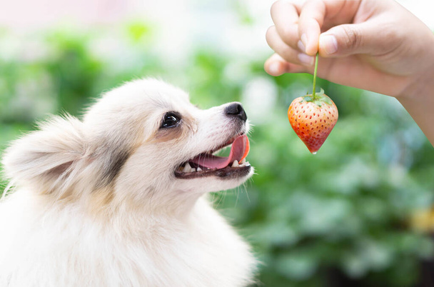 Nahaufnahme niedlicher Pommernhund mit roter Erdbeere in der Hand und glücklichem Moment, selektiver Fokus - Foto, Bild