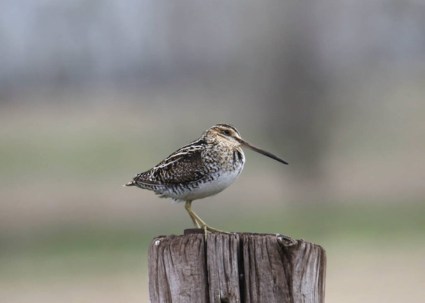 Wilson's Snipe (gallinago delicata) perched on a wooden fence post - Photo, Image